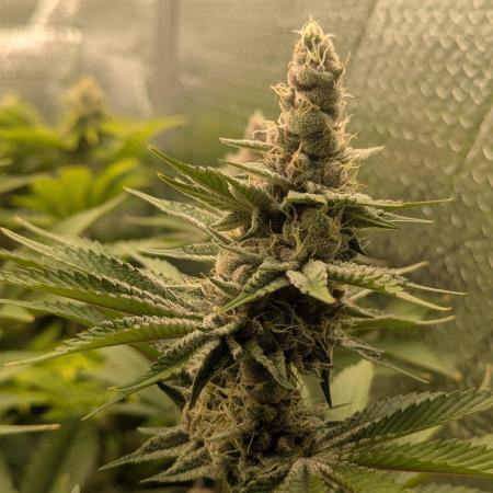 Biotabs/Autopot Tropicana Cherry