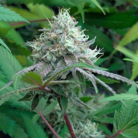 RQS~Astro lemonade