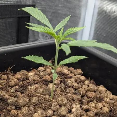 Gorilla Girl SS#1