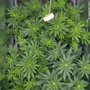 Biotabs/Autopot.- Triple Cheese