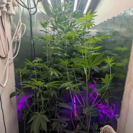 Gorilla Girl SS#1