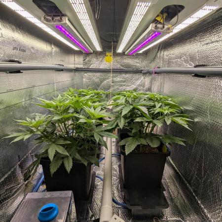 Biotabs/Autopot.- Triple Cheese