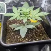 RQS ~ North ThunderFuck