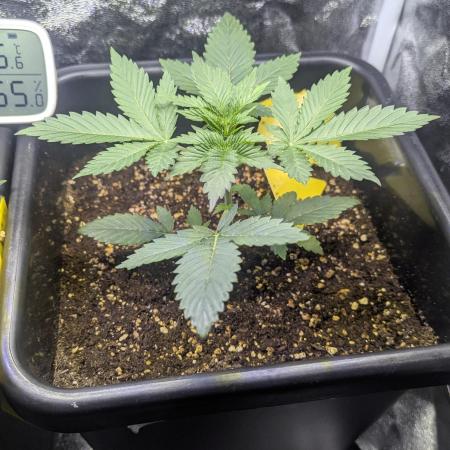 RQS ~ North ThunderFuck