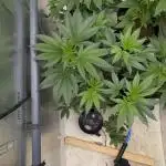 Gorilla Girl SS#1