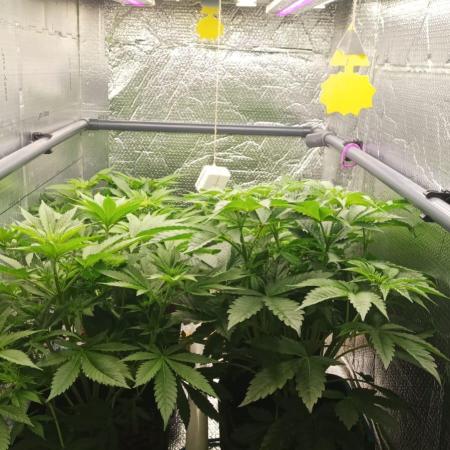 Biotabs/Autopot Tropicana Cherry