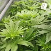 Biotabs/Autopot.- Triple Cheese