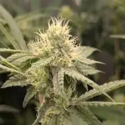 RQS~Astro lemonade