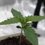 RQS ~ North ThunderFuck