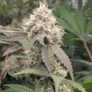 RQS~Astro lemonade