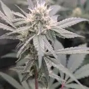 RQS ~ North ThunderFuck