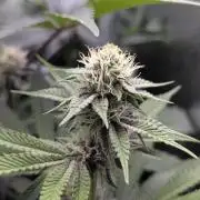 Biotabs/Autopot Tropicana Cherry