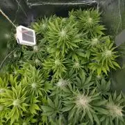 Biotabs/Autopot.- Triple Cheese