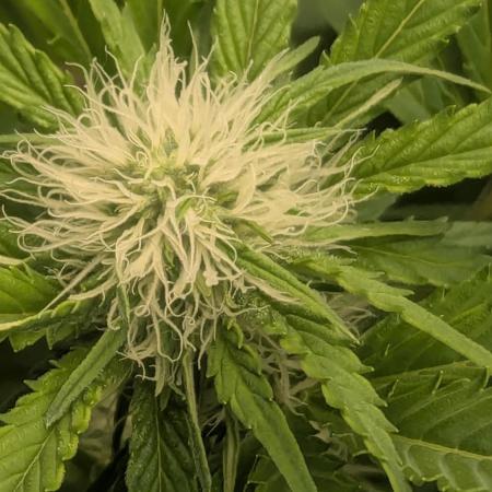 Biotabs/Autopot.- Triple Cheese