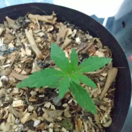 First Grow Ace Mix, HxP, Chocolope, Moby