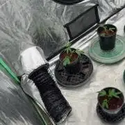 Random Runtz Mother Plant Grow