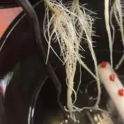 Random Runtz Mother Plant Grow
