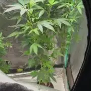 Random Runtz Mother Plant Grow