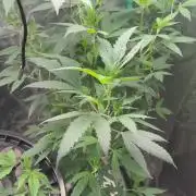 Random Runtz Mother Plant Grow