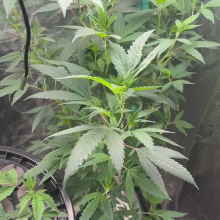 Random Runtz Mother Plant Grow