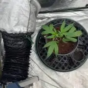 Random Runtz Mother Plant Grow