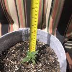 First Grow