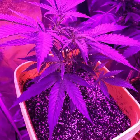 Critical kush clone 1