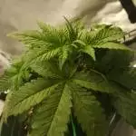 MSNL Auto Caramelicious