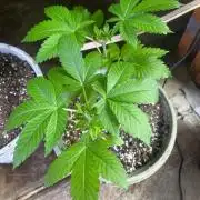 Homegrown Cannabis Co RESTART