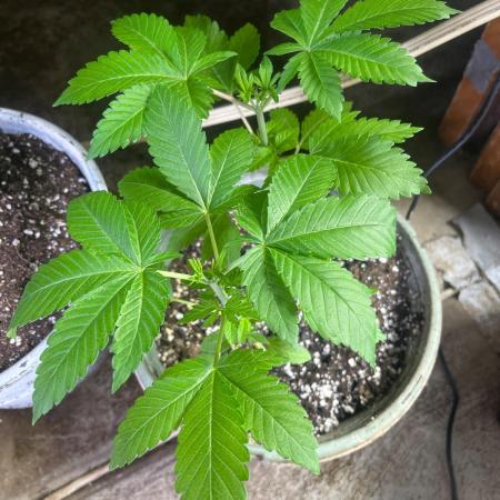 Homegrown Cannabis Co RESTART