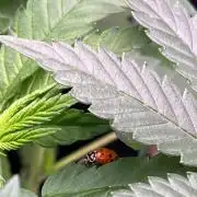 Homegrown Cannabis Co RESTART