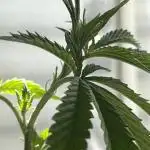 Fast Buds Photo- Papayton