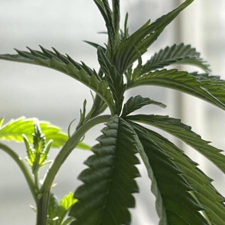 Fast Buds Photo- Papayton
