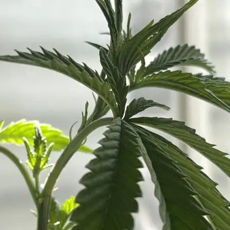 Fast Buds Photo- Papayton