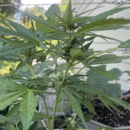 Outdoor Frost Banger FB
