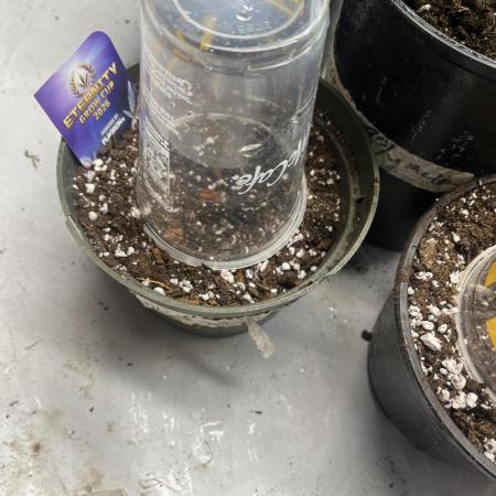 Eternity CUP 2026 Sticky Broccoli Zam Ph