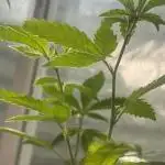 Fast Buds Photo- Papayton