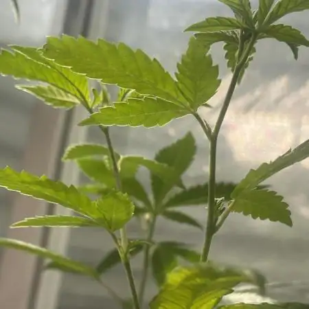 Fast Buds Photo- Papayton