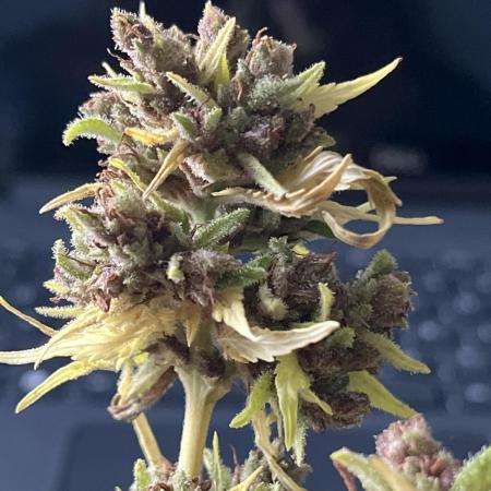 Outdoor FB Papaya Cookies