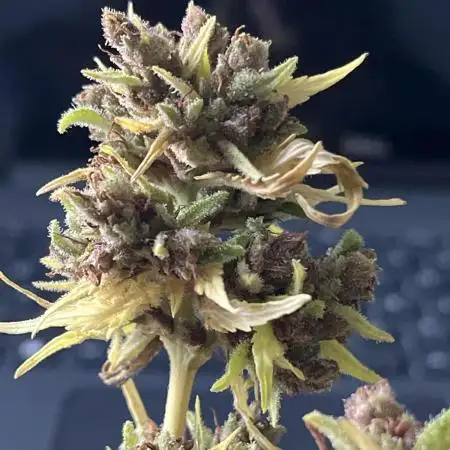 Outdoor FB Papaya Cookies