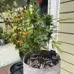 Outdoor Frost Banger FB