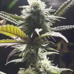 Lemon Cherry Runtz- fast buds photo!