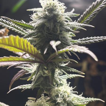 Lemon Cherry Runtz- fast buds photo!