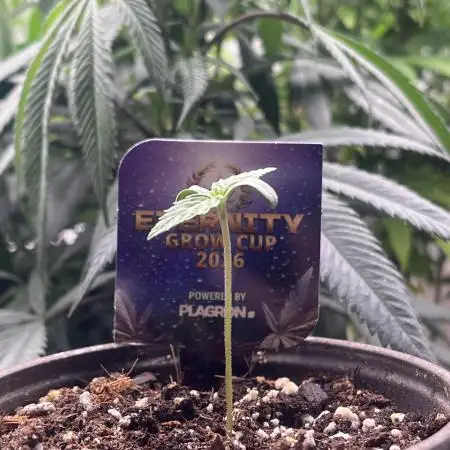 Eternity CUP 2026 Sticky Broccoli Zam Ph