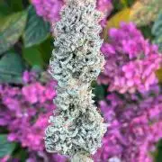 Kannabia OreoZ outdoor/indoor