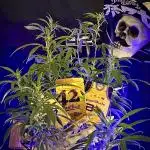 Fast Buds Photo- Papayton