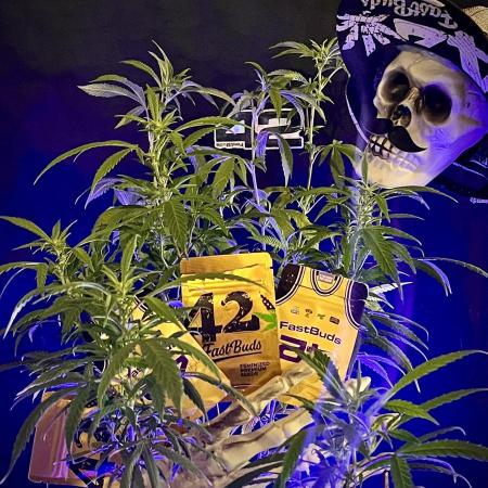 Fast Buds Photo- Papayton