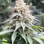 Kannabia OreoZ outdoor/indoor