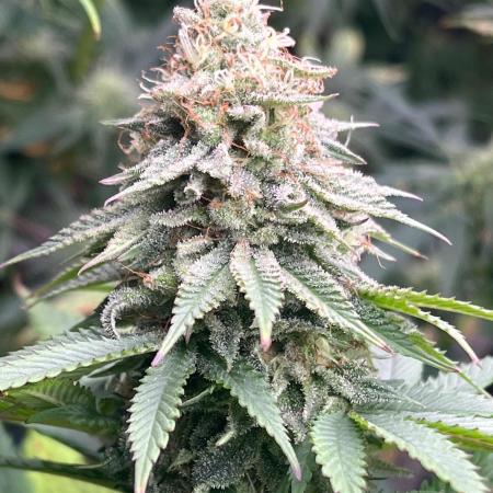 Kannabia OreoZ outdoor/indoor