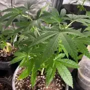 Homegrown Cannabis Co RESTART